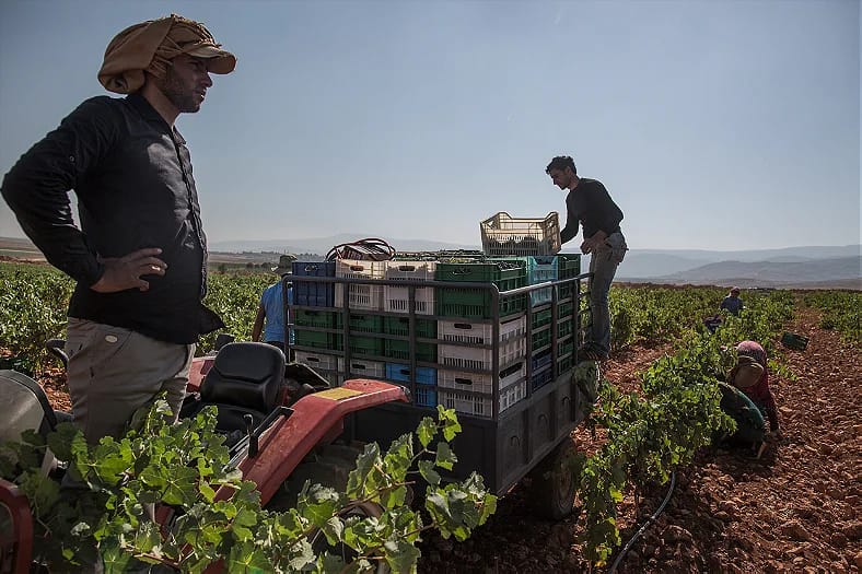 Welcome to Lebanon’s New Cash Crop